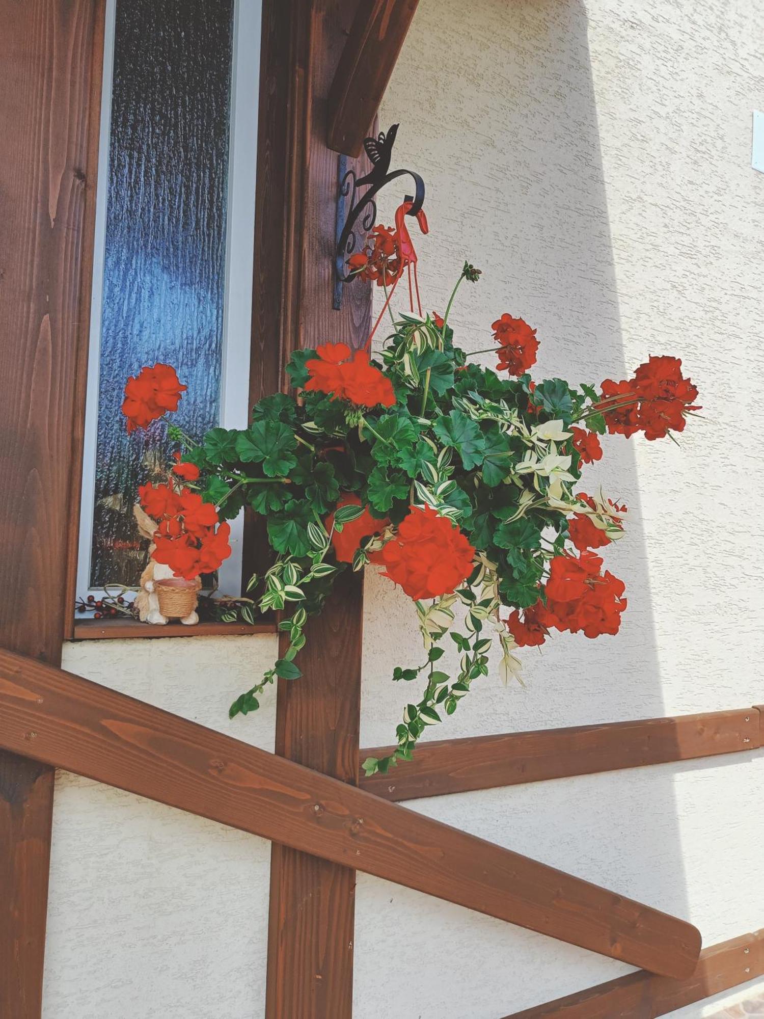 Residence Rooms Bucovina 坎普朗莫道尼斯 外观 照片